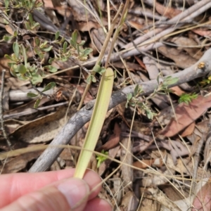 Thelymitra brevifolia at QPRC LGA - suppressed