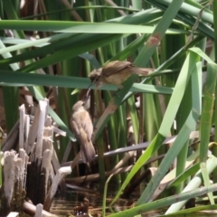 Acrocephalus australis (Australian Reed-Warbler) at Gordon, ACT - 7 Nov 2023 by RodDeb