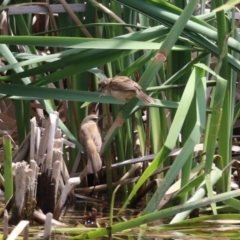 Acrocephalus australis at Gordon Pond - 7 Nov 2023 01:06 PM