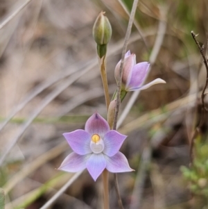 Thelymitra sp. (pauciflora complex) at QPRC LGA - suppressed