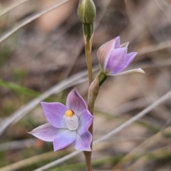 Thelymitra sp. (pauciflora complex) at QPRC LGA - suppressed