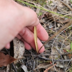 Thelymitra sp. (pauciflora complex) at QPRC LGA - 7 Nov 2023