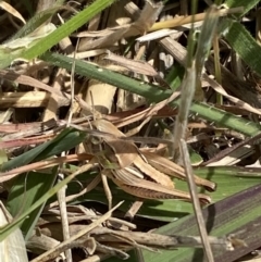 Praxibulus sp. (genus) at Weston, ACT - 7 Nov 2023