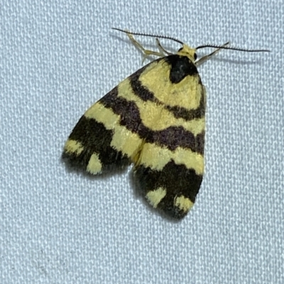 Thallarcha partita (Dark-banded Footman) at QPRC LGA - 6 Nov 2023 by SteveBorkowskis