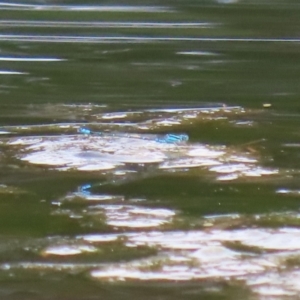 Austroagrion watsoni at Gordon Pond - 7 Nov 2023