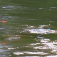 Austroagrion watsoni at Gordon Pond - 7 Nov 2023