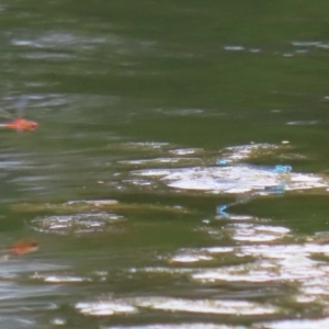 Austroagrion watsoni at Gordon Pond - 7 Nov 2023