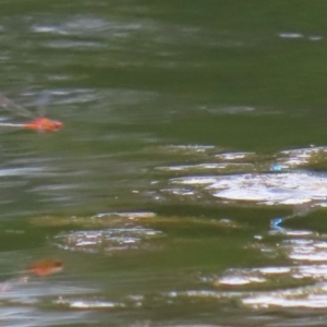 Xanthagrion erythroneurum at Gordon Pond - 7 Nov 2023 12:59 PM