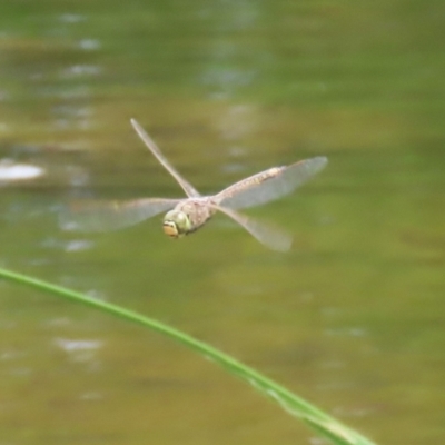 Anax papuensis (Australian Emperor) at Gordon Pond - 7 Nov 2023 by RodDeb