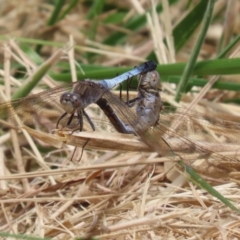 Orthetrum caledonicum (Blue Skimmer) at Gordon Pond - 7 Nov 2023 by RodDeb