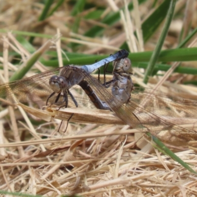 Orthetrum caledonicum (Blue Skimmer) at Gordon, ACT - 7 Nov 2023 by RodDeb