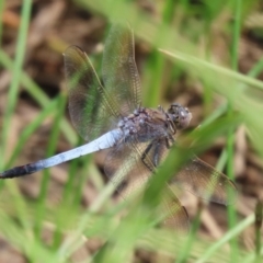 Orthetrum caledonicum at Gordon Pond - 7 Nov 2023