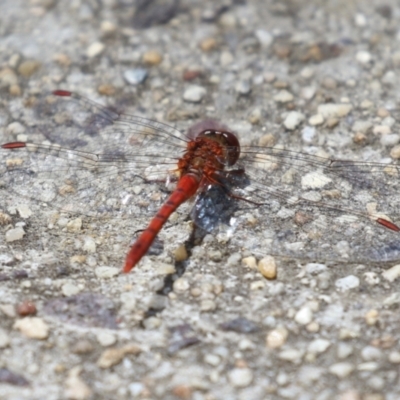 Diplacodes bipunctata (Wandering Percher) at Gordon, ACT - 7 Nov 2023 by RodDeb