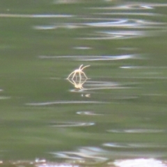 Pisauridae (family) (Water spider) at Gordon Pond - 7 Nov 2023 by RodDeb