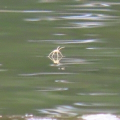 Pisauridae (family) (Water spider) at Gordon, ACT - 7 Nov 2023 by RodDeb