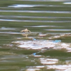 Pisauridae (family) at Gordon Pond - 7 Nov 2023