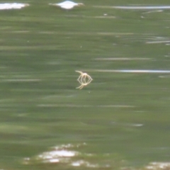 Pisauridae (family) at Gordon Pond - 7 Nov 2023