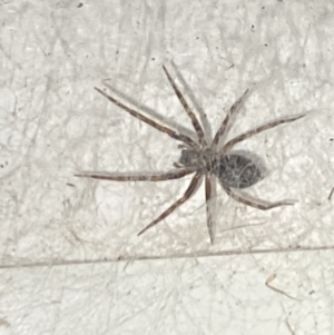 Badumna sp. (genus) at Aranda, ACT - 7 Nov 2023