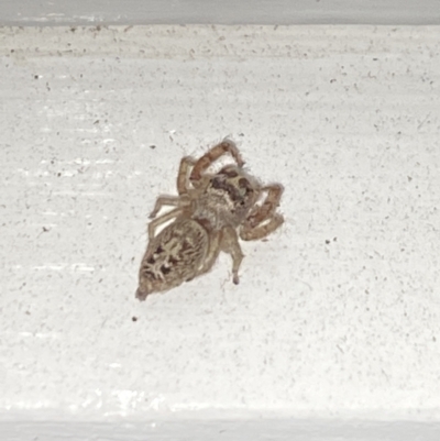 Opisthoncus grassator (Jumping spider) at Aranda, ACT - 7 Nov 2023 by Jubeyjubes