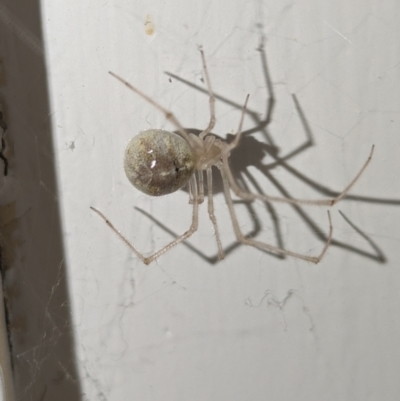 Cryptachaea gigantipes (White porch spider) at Lions Youth Haven - Westwood Farm A.C.T. - 7 Nov 2023 by HelenCross