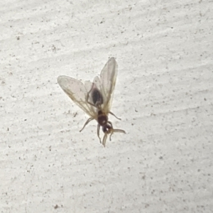 Formicidae (family) at Aranda, ACT - 7 Nov 2023 08:48 PM