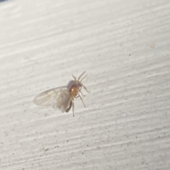 Formicidae (family) at Aranda, ACT - 7 Nov 2023 08:48 PM