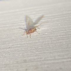 Formicidae (family) at Aranda, ACT - 7 Nov 2023 08:48 PM