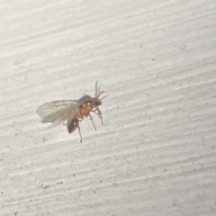 Formicidae (family) at Aranda, ACT - 7 Nov 2023 08:48 PM