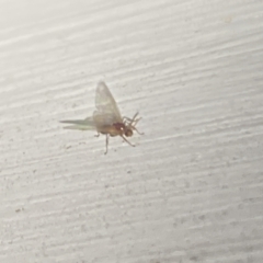 Formicidae (family) at Aranda, ACT - 7 Nov 2023 08:48 PM