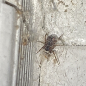Badumna (genus) at Aranda, ACT - 7 Nov 2023 08:45 PM