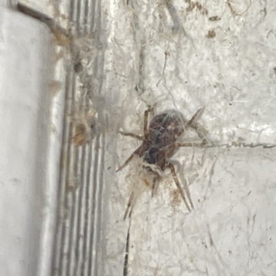 Badumna (genus) (Lattice-web spider) at Aranda, ACT - 7 Nov 2023 by Jubeyjubes
