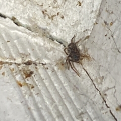 Badumna (genus) at Aranda, ACT - 7 Nov 2023 08:45 PM