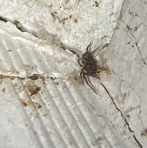 Badumna (genus) at Aranda, ACT - 7 Nov 2023 08:45 PM