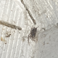 Badumna (genus) at Aranda, ACT - 7 Nov 2023 08:45 PM