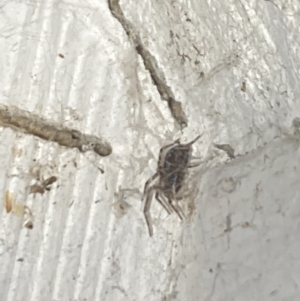 Badumna (genus) at Aranda, ACT - 7 Nov 2023 08:45 PM