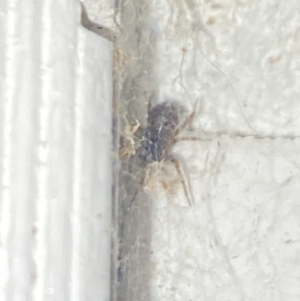 Badumna (genus) at Aranda, ACT - 7 Nov 2023 08:45 PM