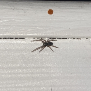 Badumna (genus) at Aranda, ACT - 7 Nov 2023 08:43 PM