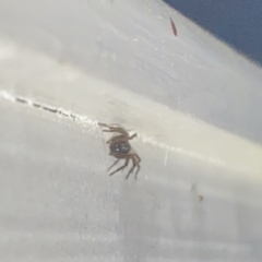 Badumna (genus) at Aranda, ACT - 7 Nov 2023 08:43 PM