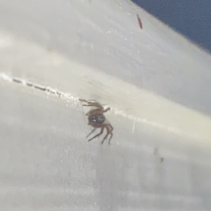 Badumna sp. (genus) at Aranda, ACT - 7 Nov 2023