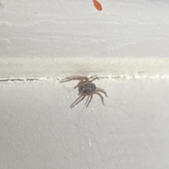 Badumna (genus) at Aranda, ACT - 7 Nov 2023 08:43 PM