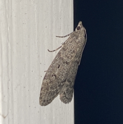 Heteromicta pachytera (Galleriinae subfamily moth) at Aranda, ACT - 7 Nov 2023 by Jubeyjubes
