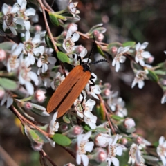 Porrostoma sp. (genus) (Lycid, Net-winged beetle) at Croke Place Grassland (CPG) - 6 Nov 2023 by abread111