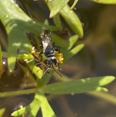 Unidentified Bee (Hymenoptera, Apiformes) at Aranda, ACT - 7 Nov 2023 by Jubeyjubes