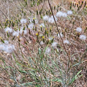 Senecio quadridentatus at Croke Place Grassland (CPG) - 6 Nov 2023