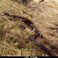 Pseudechis porphyriacus (Red-bellied Black Snake) at Boro - 6 Nov 2023 by Paul4K