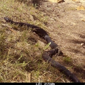 Pseudechis porphyriacus at Boro - suppressed