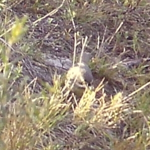Sericornis frontalis at Boro - suppressed