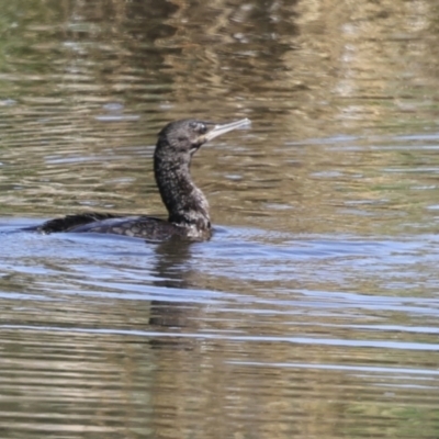 Phalacrocorax sulcirostris (Little Black Cormorant) at Evatt, ACT - 7 Nov 2023 by AlisonMilton