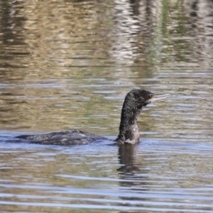 Phalacrocorax sulcirostris at Evatt, ACT - 7 Nov 2023 09:19 AM