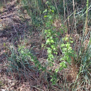 Crataegus monogyna at Croke Place Grassland (CPG) - 6 Nov 2023